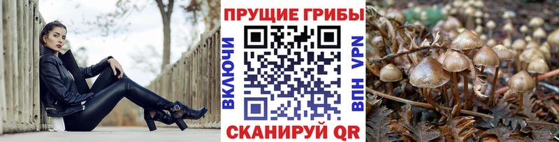 кракен ONION  Усолье-Сибирское  Псилоцибиновые грибы Cubensis 